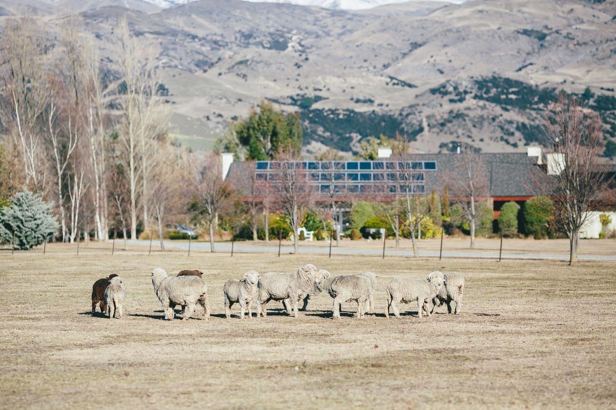 Lime Tree Lodge Wanaka Exteriör bild